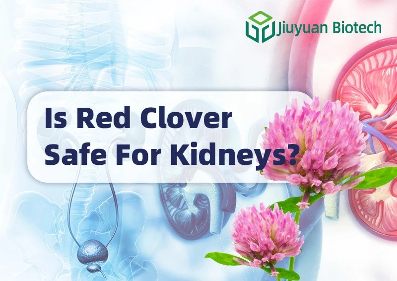 Is Red Clover Safe for Kidneys1 Is Red Clover Safe for Kidneys1