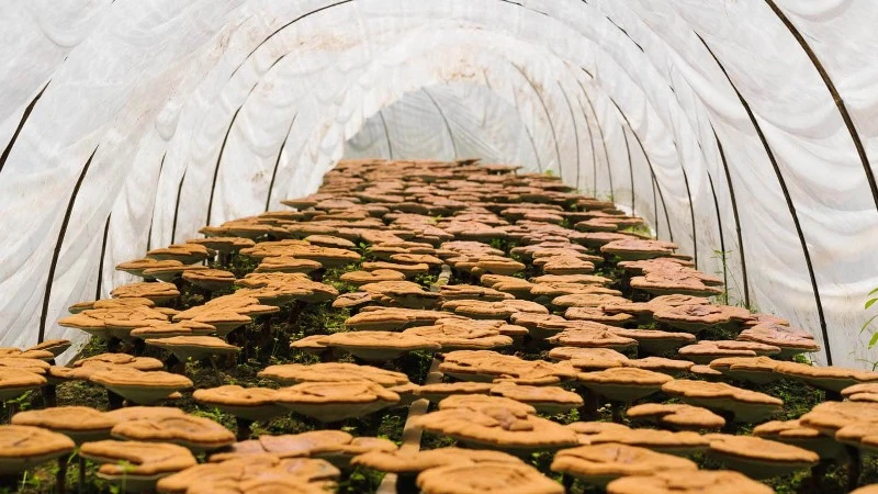 reishi mushroom extract reishi mushroom extract