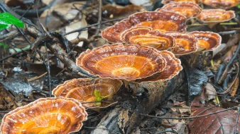 reishi mushroom planting base reishi mushroom planting base